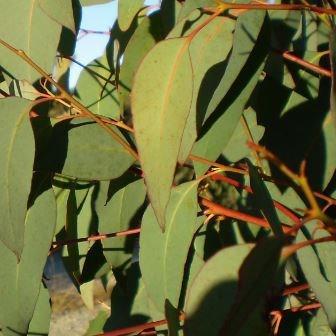 Strawberry Gum in the GardenTags plant encyclopedia