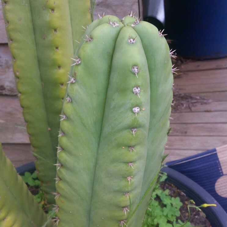 Trichocereus Super Pedro in the GardenTags plant encyclopedia