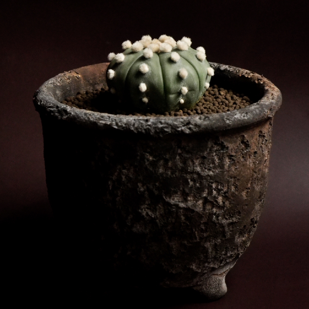 Astrophytum Ooibo in the GardenTags plant encyclopedia