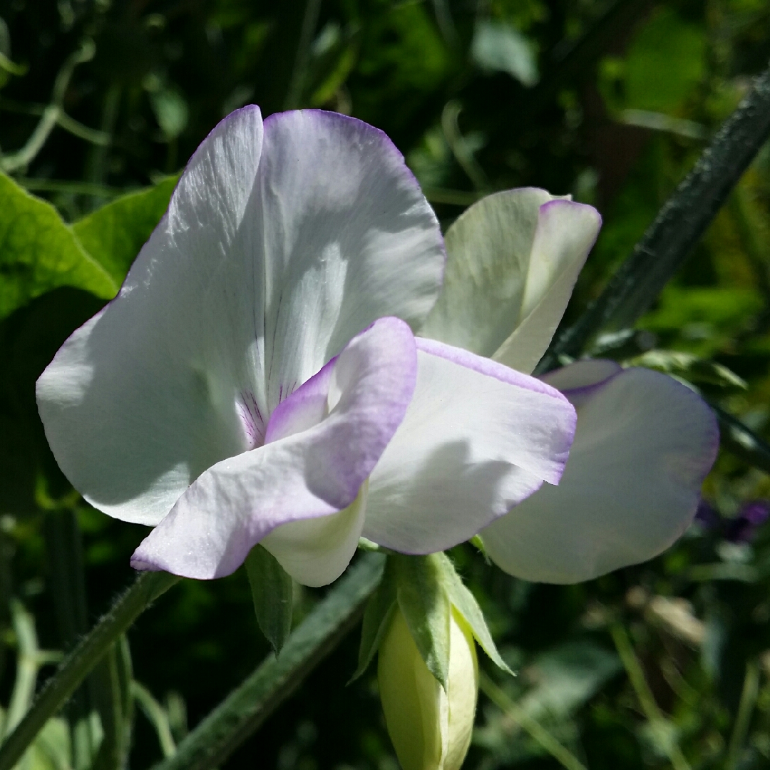 Sweet Pea Romeo in the GardenTags plant encyclopedia