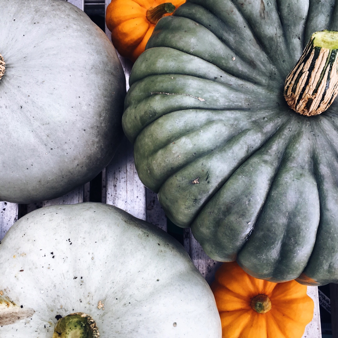 Squash Queensland Blue in the GardenTags plant encyclopedia