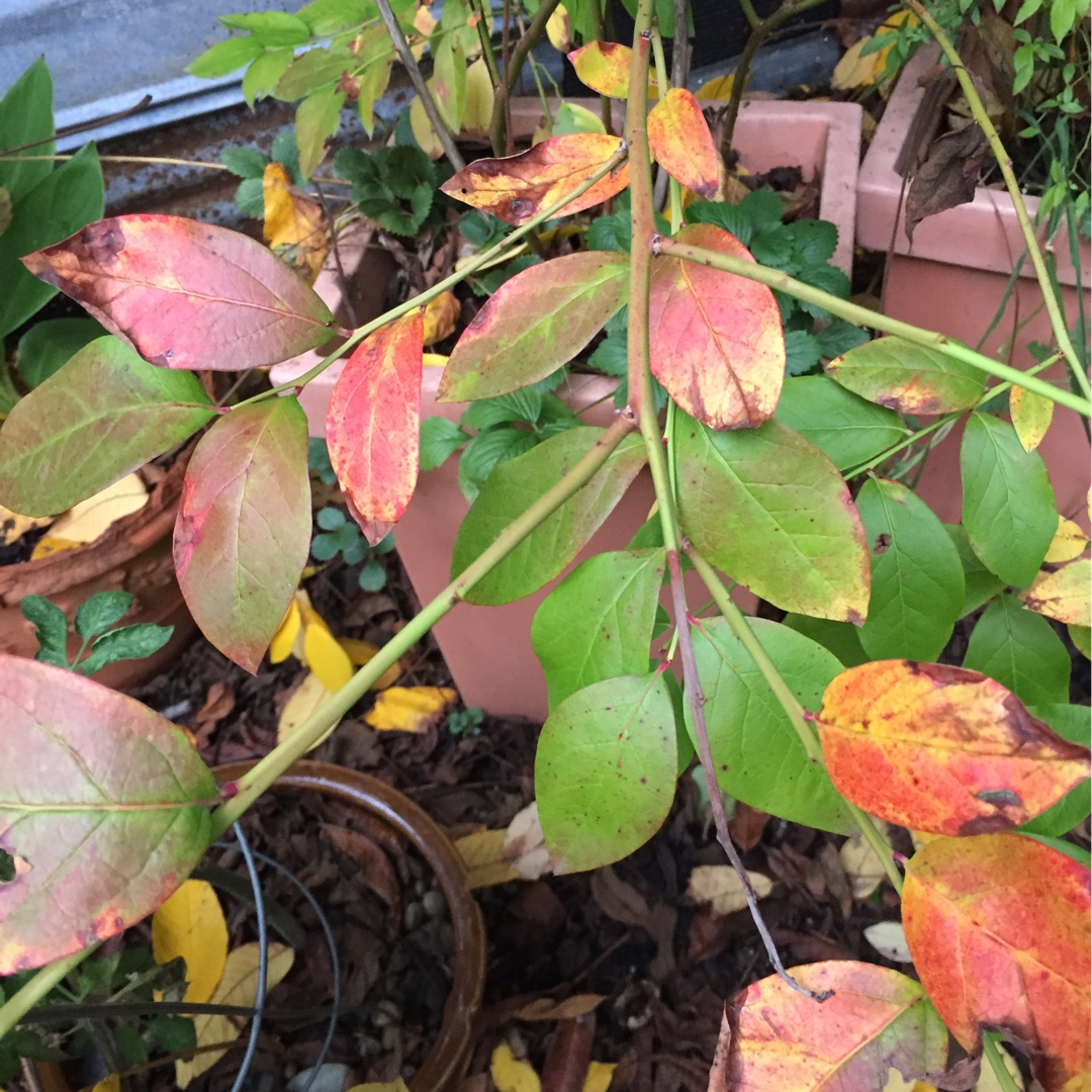 Blueberry Chandler in the GardenTags plant encyclopedia