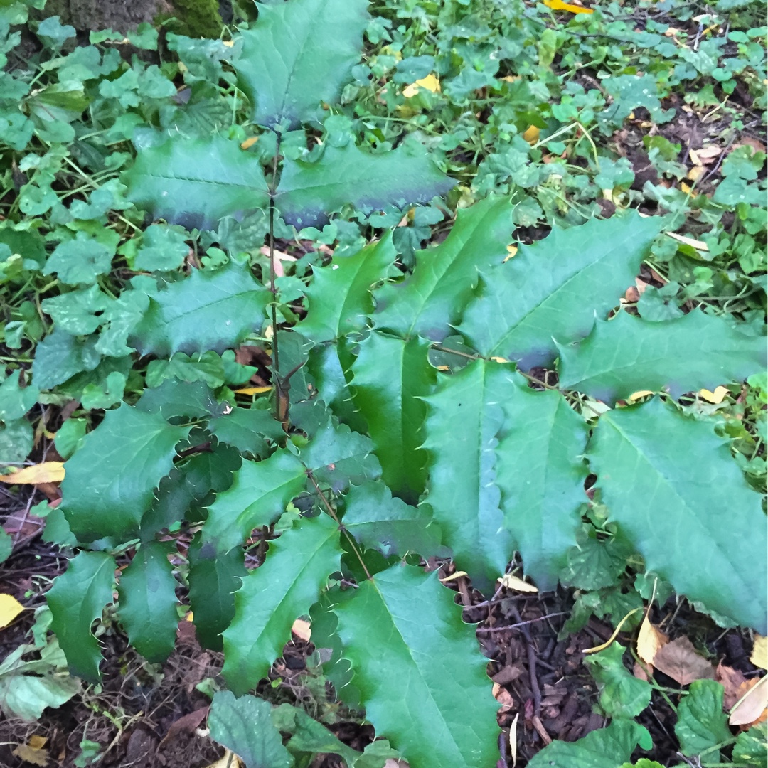 Dwarf Oregon Grape in the GardenTags plant encyclopedia