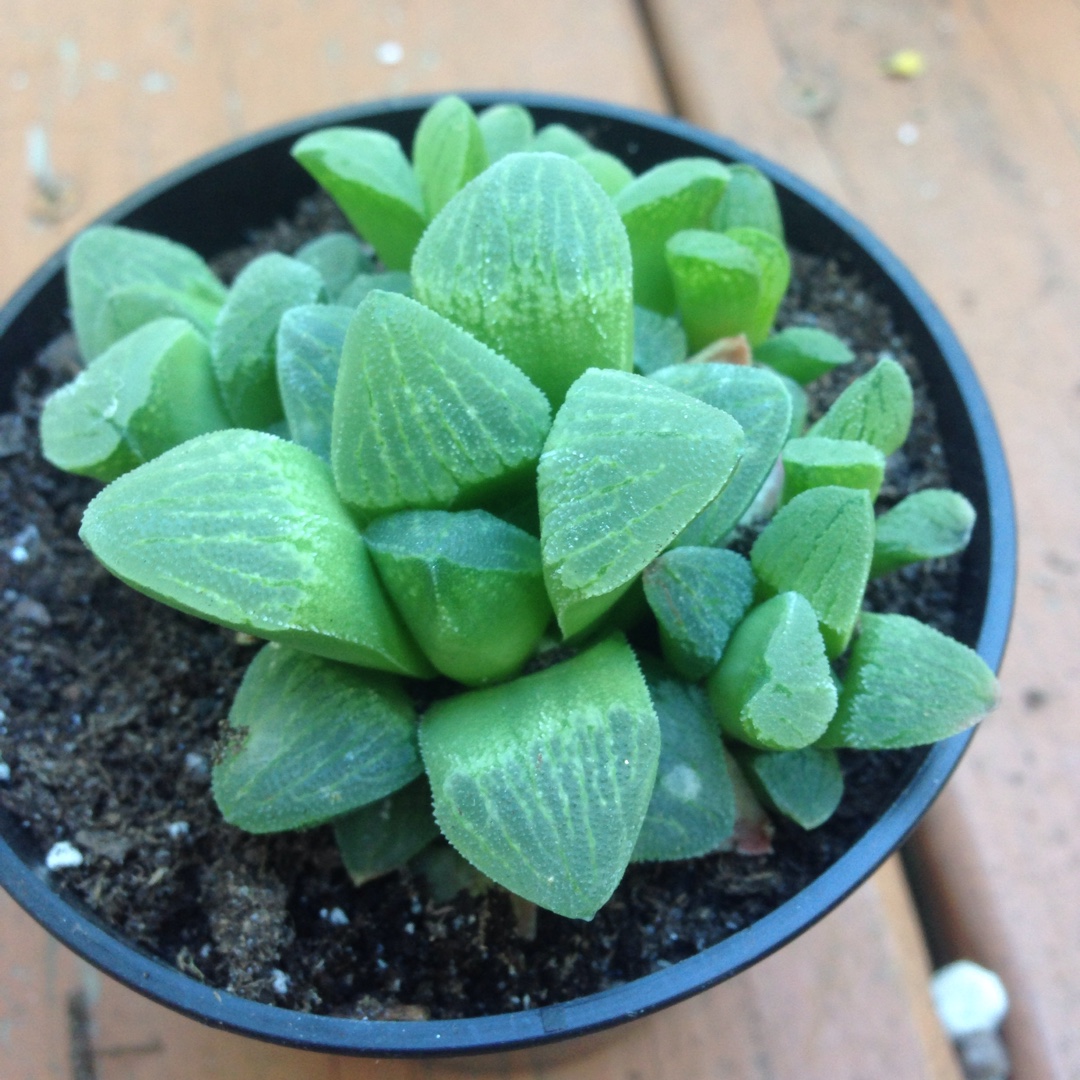 Haworthia Picta in the GardenTags plant encyclopedia