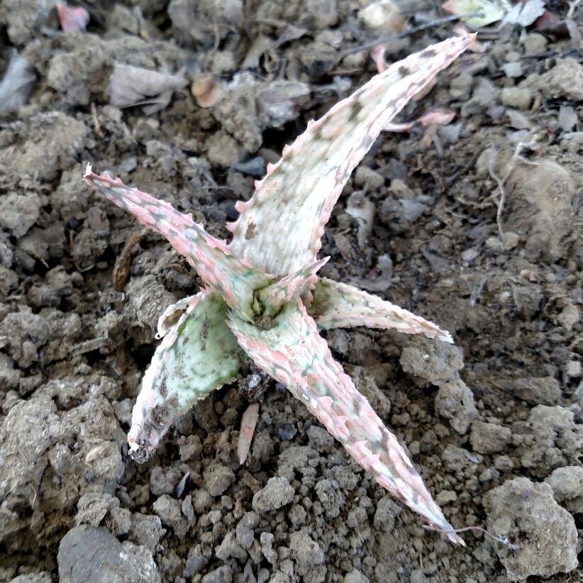 Aloe Pink Blush in the GardenTags plant encyclopedia