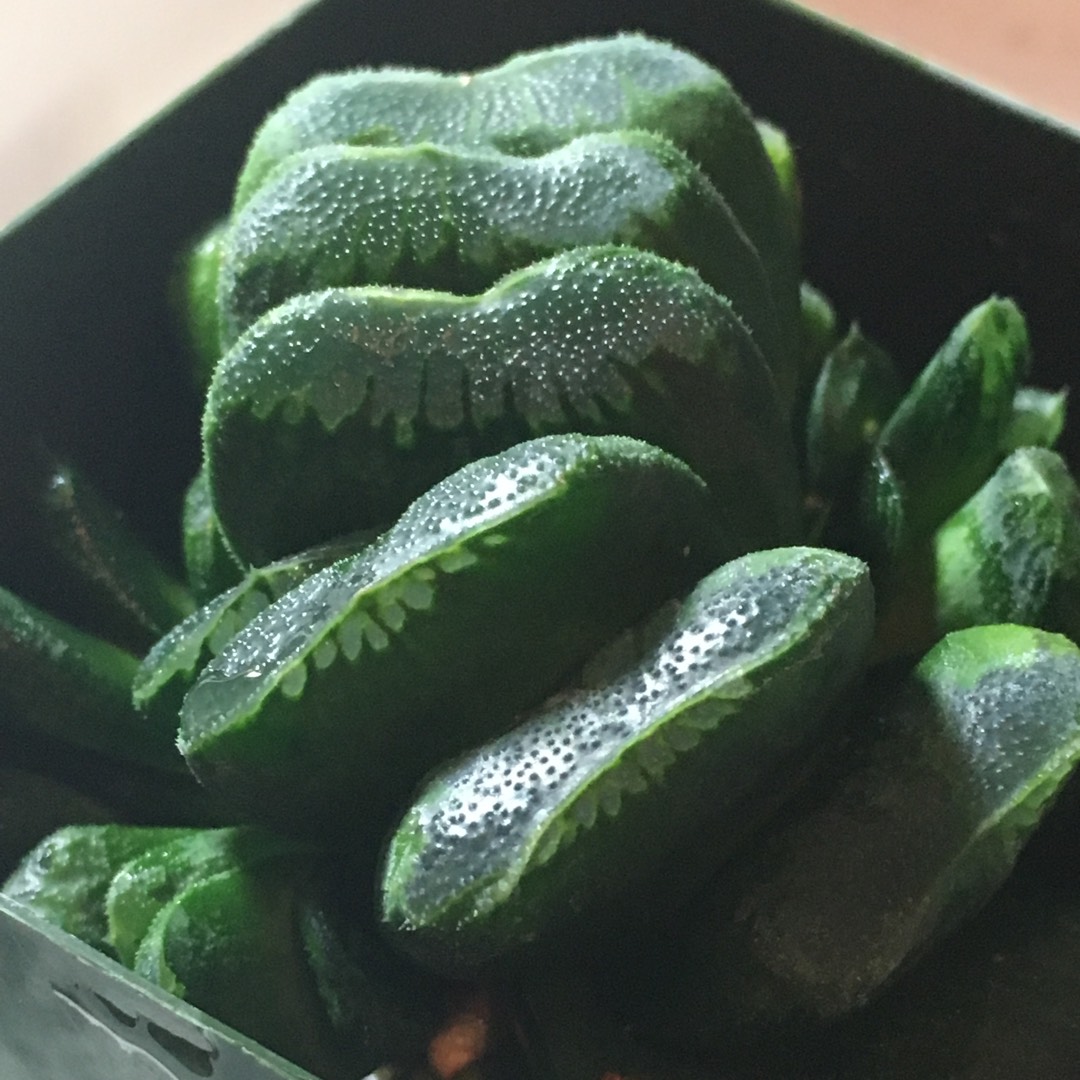 Black Coral Haworthia in the GardenTags plant encyclopedia