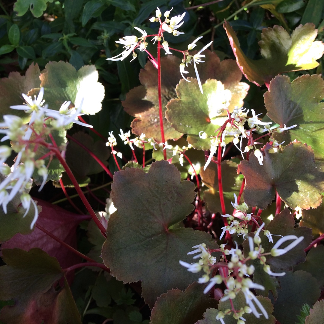 Japanese Rockfoil in the GardenTags plant encyclopedia