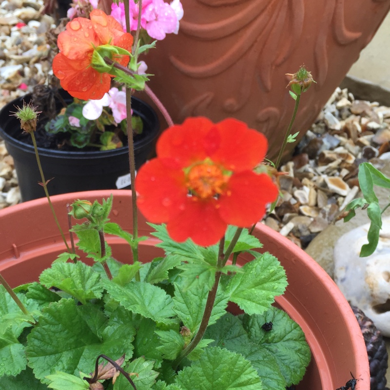 Avens Koi in the GardenTags plant encyclopedia