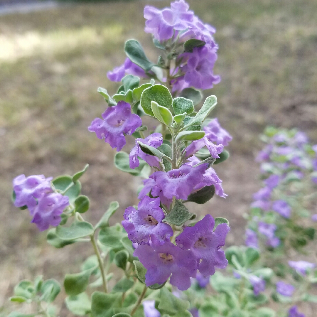 Texas Barometer Bush Lynns Legacy in the GardenTags plant encyclopedia