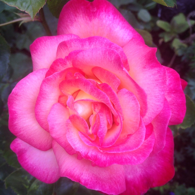 Rose Chicago Peace in the GardenTags plant encyclopedia