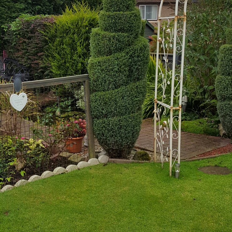 Juniper Skyrocket in the GardenTags plant encyclopedia