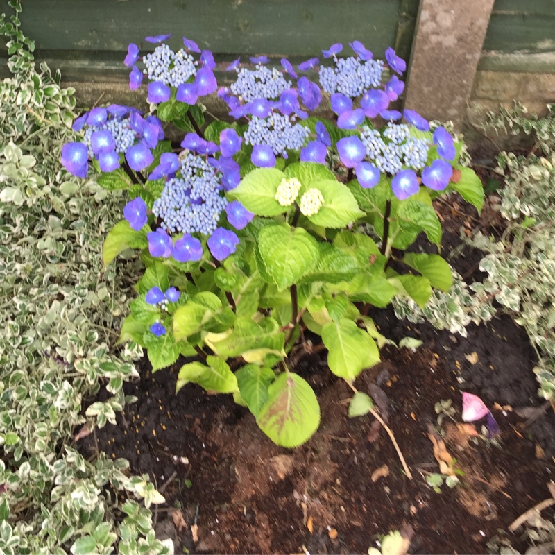 Hydrangea Zorro in the GardenTags plant encyclopedia