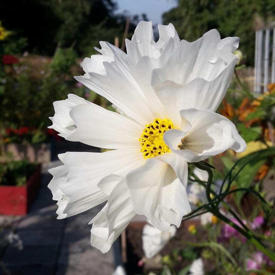 Cosmea Hummingbird in the GardenTags plant encyclopedia