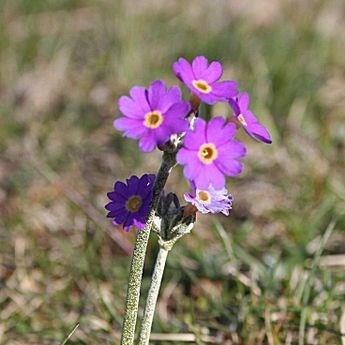 Scottish Primrose in the GardenTags plant encyclopedia