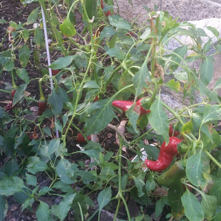 Chilli Hot Guajillo Pepper in the GardenTags plant encyclopedia