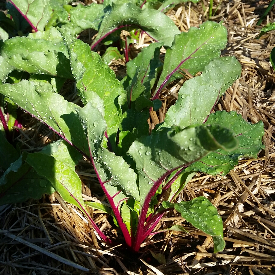 Beetroot Early Wonder in the GardenTags plant encyclopedia