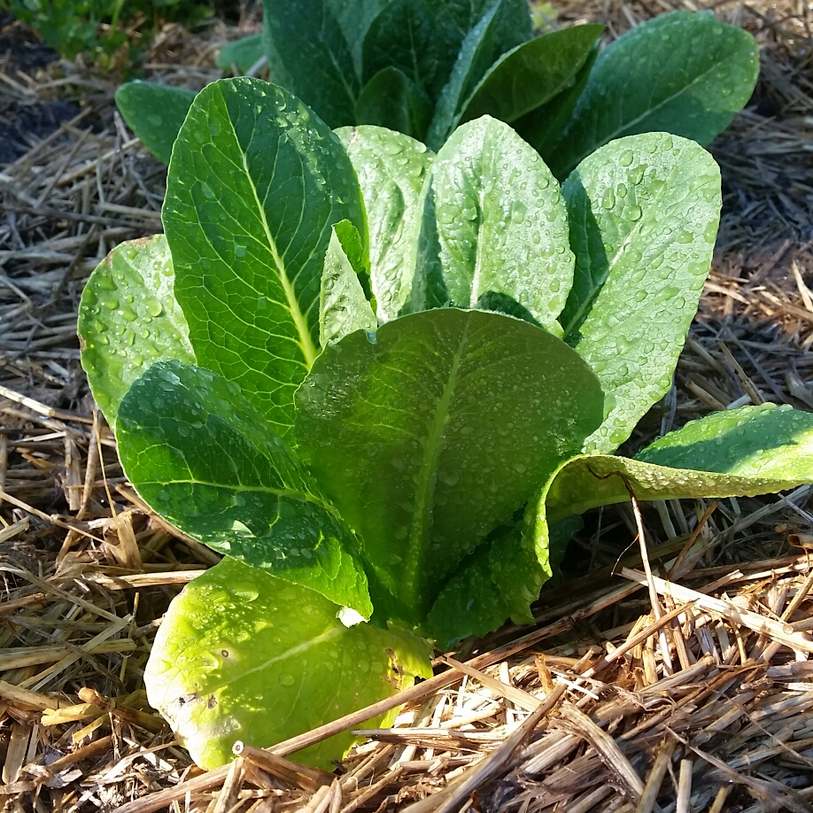 Lettuce Cos Verde in the GardenTags plant encyclopedia