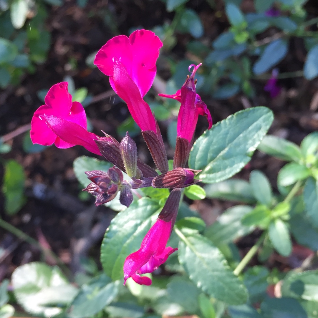 Salvia Heatwave Brilliance in the GardenTags plant encyclopedia