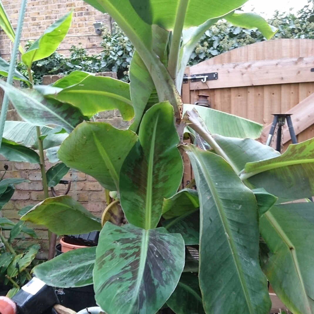 Darjeeling Banana in the GardenTags plant encyclopedia