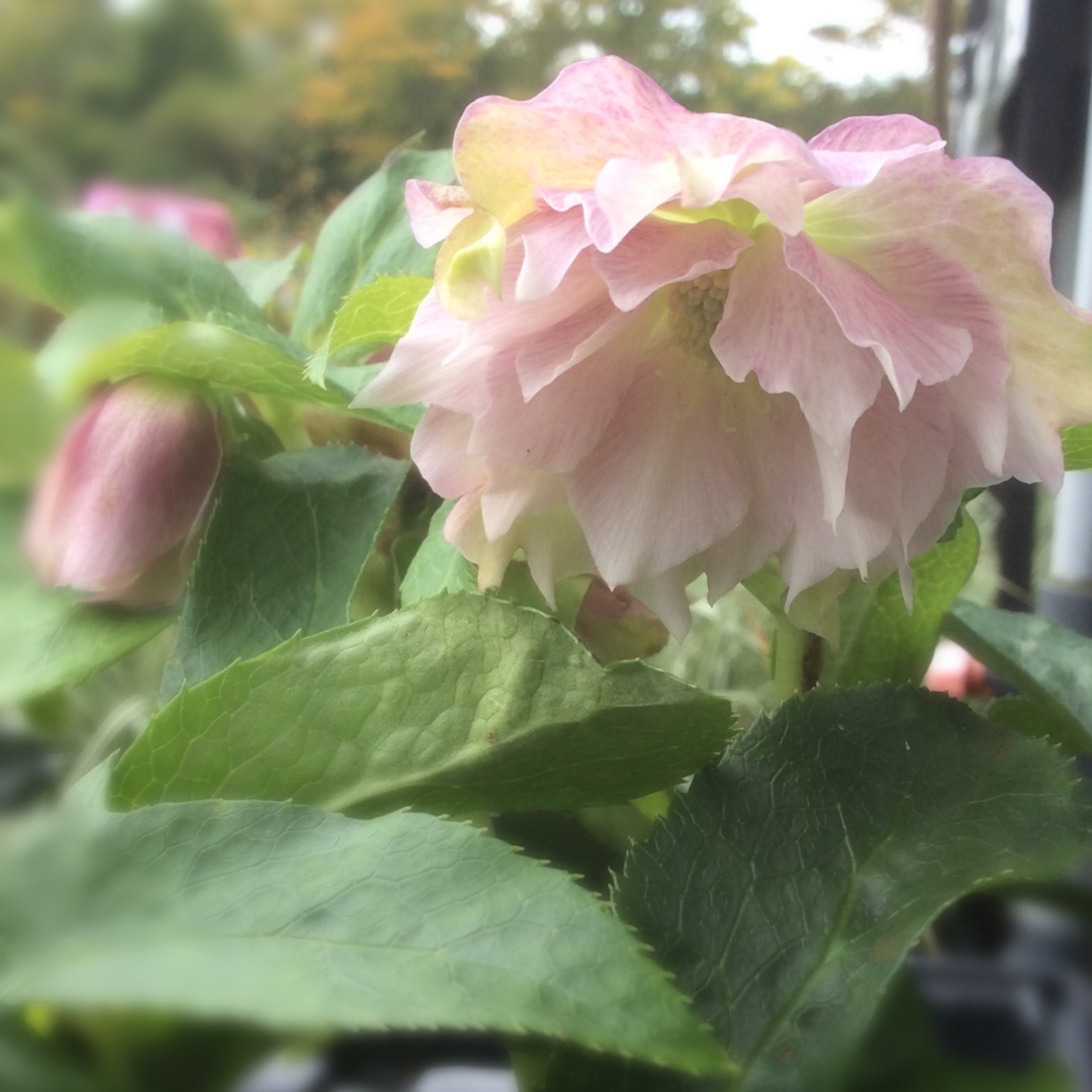 Hellebore Double Ellen Pink in the GardenTags plant encyclopedia