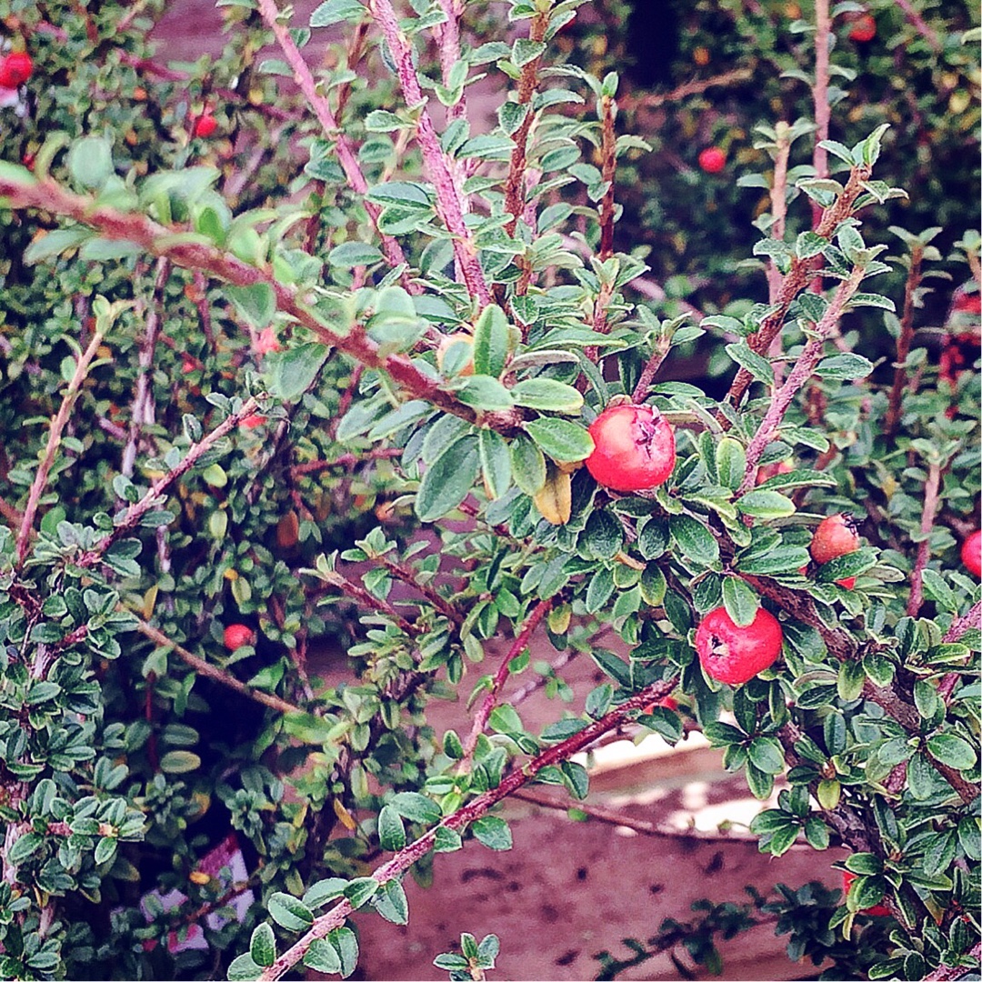 Tibetan Cotoneaster in the GardenTags plant encyclopedia