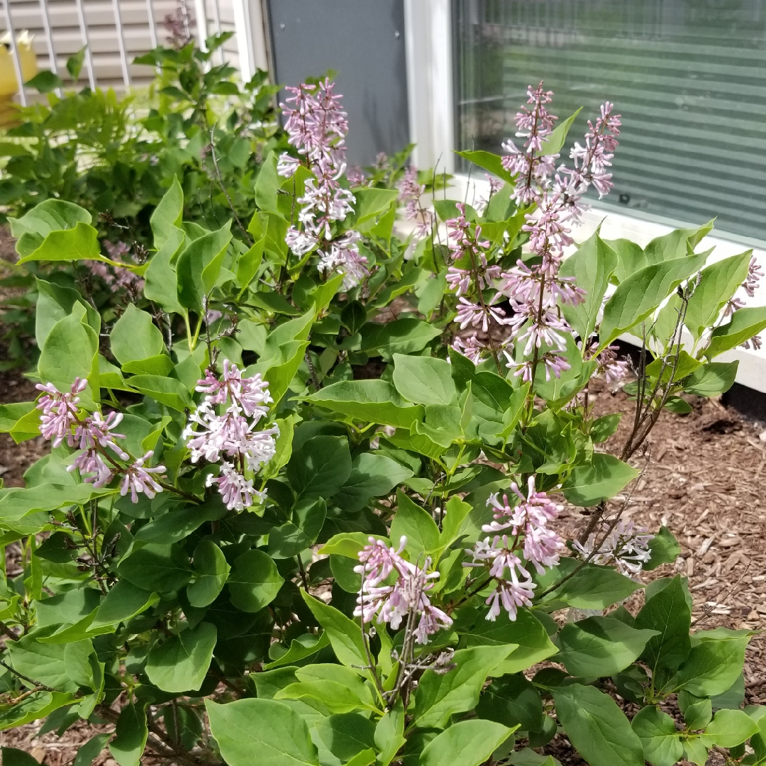 Lilac Miss Kim in the GardenTags plant encyclopedia