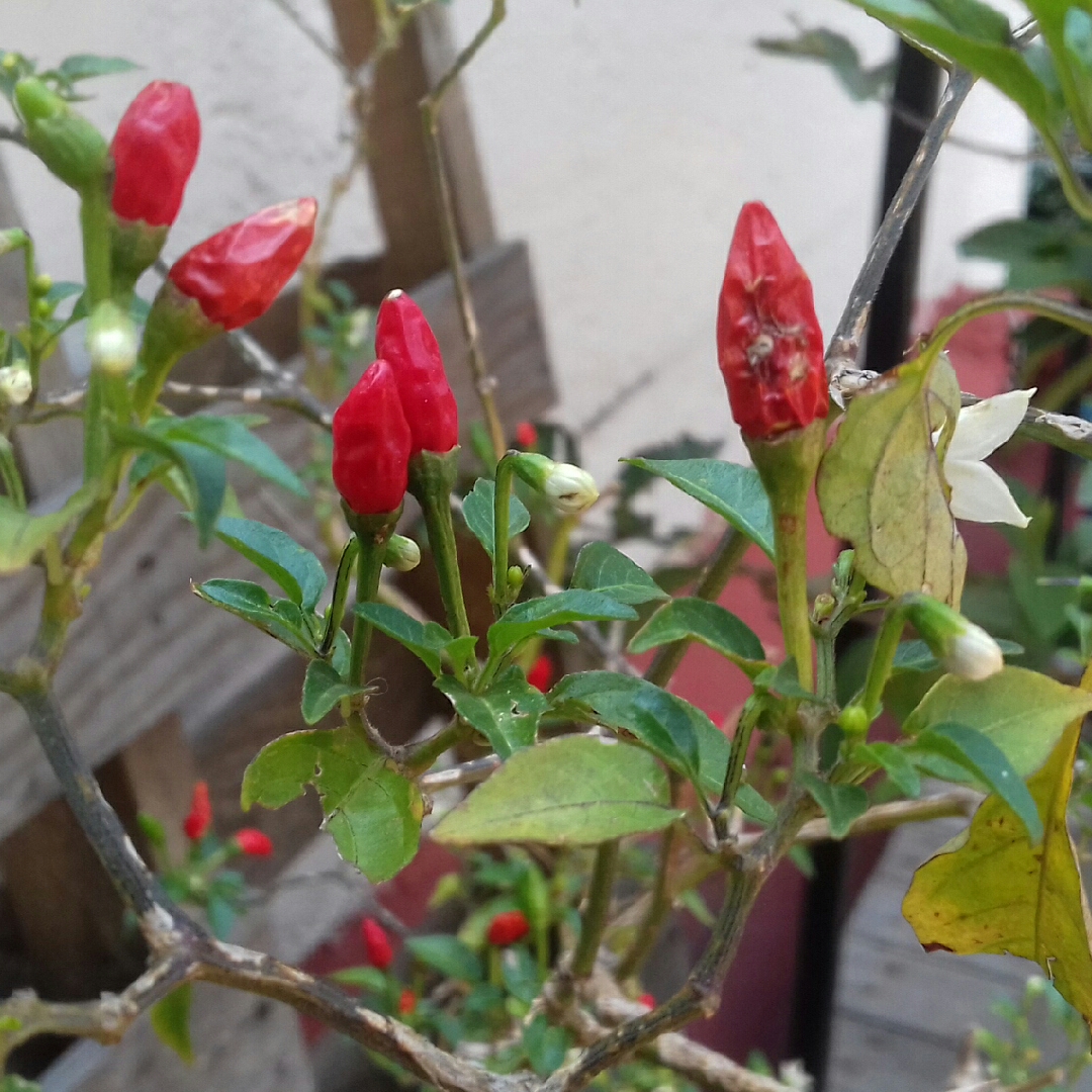 Chilli Pequin in the GardenTags plant encyclopedia