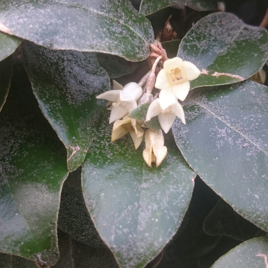 Ebbinges Silverberry in the GardenTags plant encyclopedia