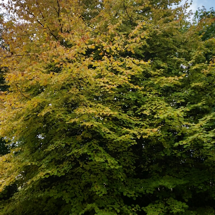 Small Leaved Lime Tree in the GardenTags plant encyclopedia