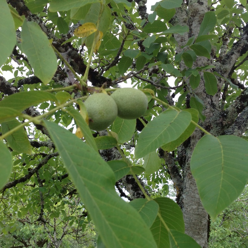 Walnut Tree in the GardenTags plant encyclopedia