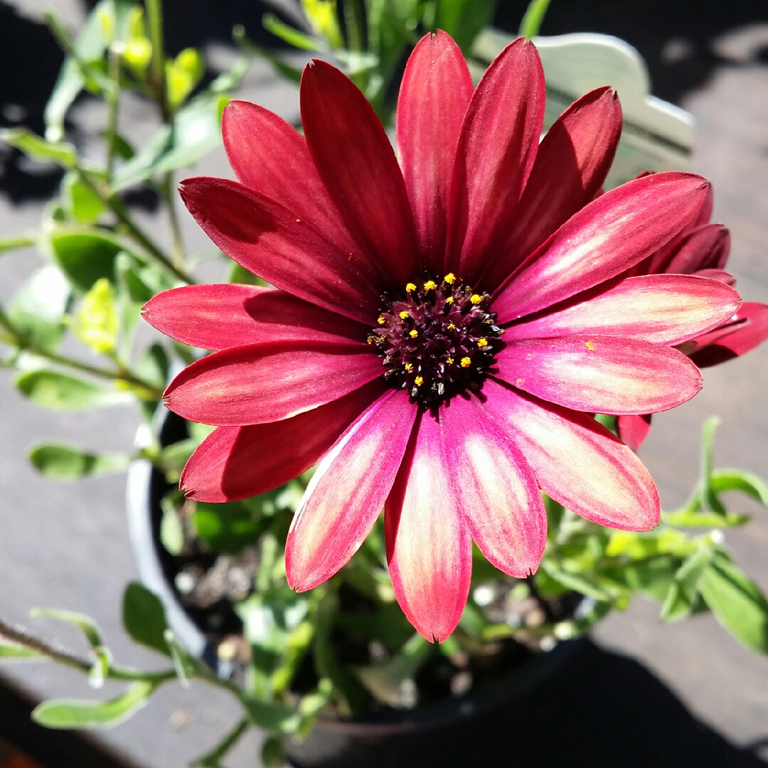 African Daisy Zion Red in the GardenTags plant encyclopedia