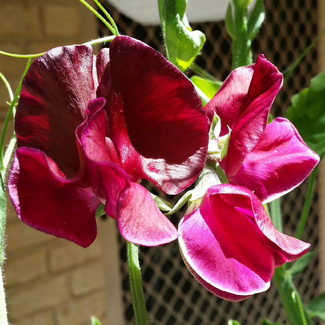 Sweet Pea Windsor in the GardenTags plant encyclopedia