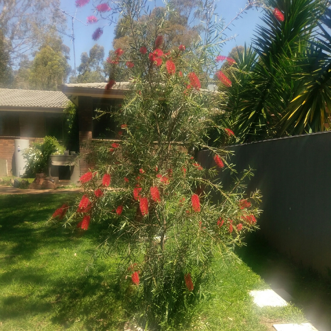 Bottlebrush Kings Park Special in the GardenTags plant encyclopedia