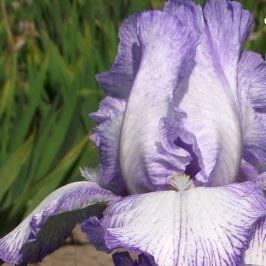 Bearded Iris Queen Dorothy (Tall) in the GardenTags plant encyclopedia