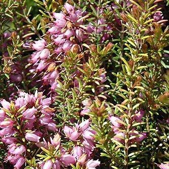 Darley Dale Heath Mary Helen in the GardenTags plant encyclopedia