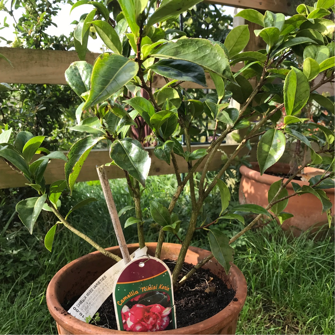 Camellia Nikisi Kerin in the GardenTags plant encyclopedia