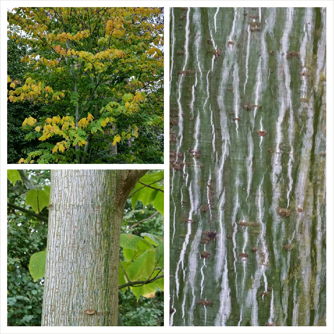 Snake-Bark Maple in the GardenTags plant encyclopedia