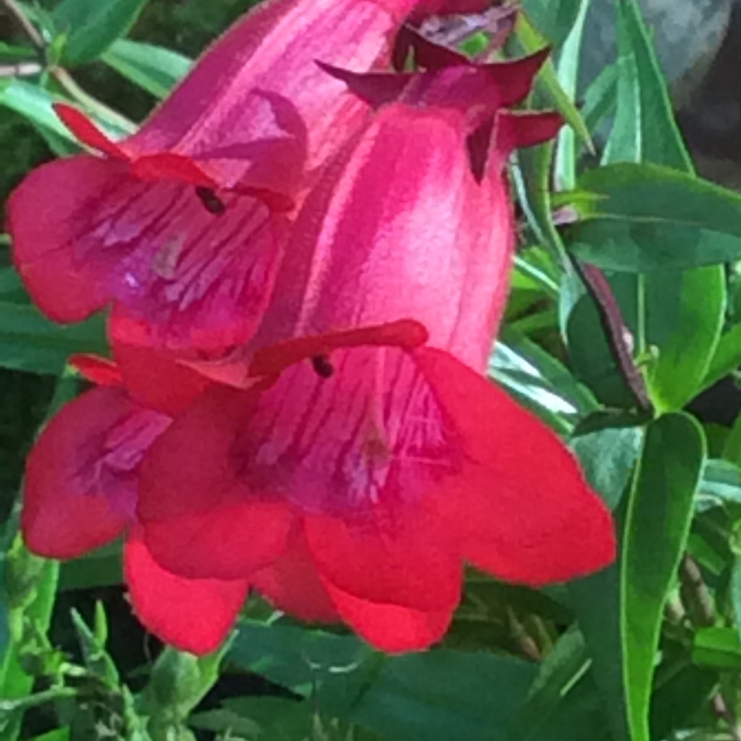 Beardtongue Firebird in the GardenTags plant encyclopedia