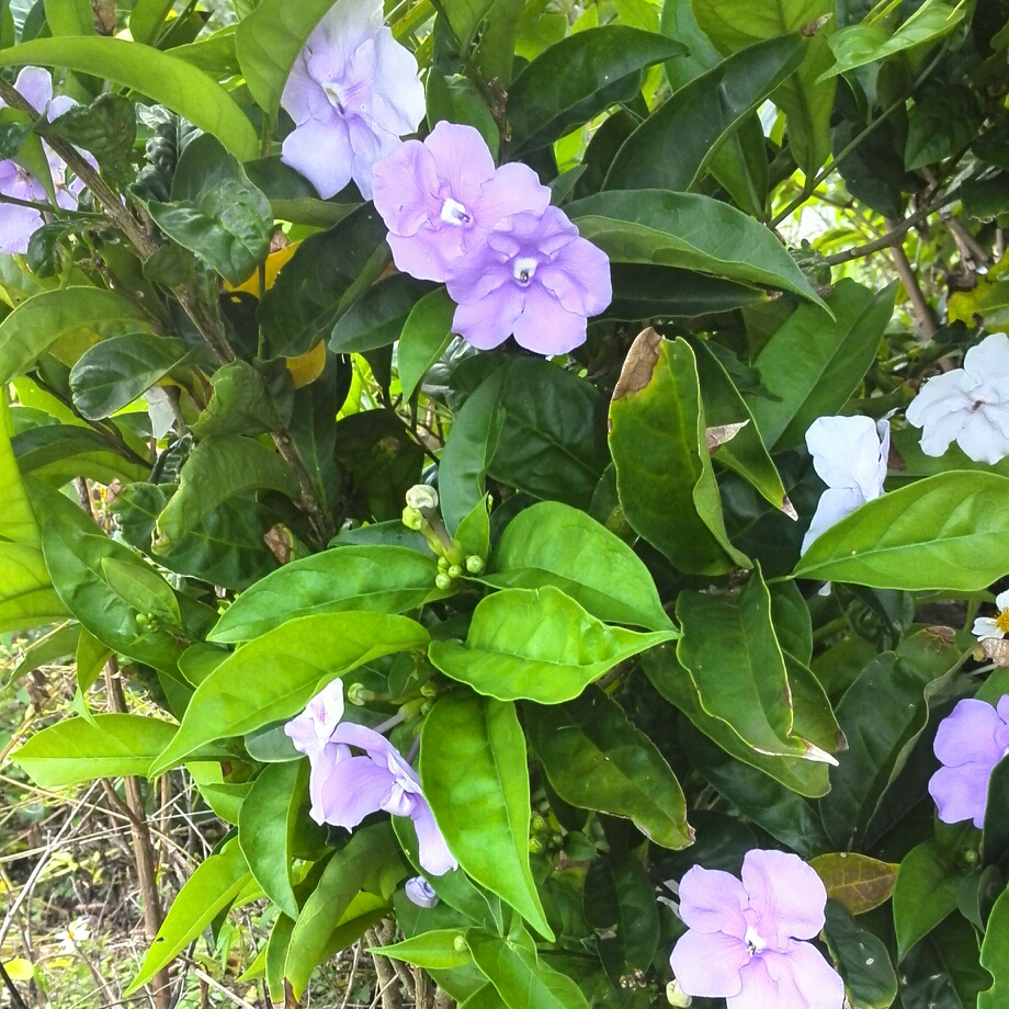 Large-flowered Yesterday-today- and tomorrow in the GardenTags plant encyclopedia