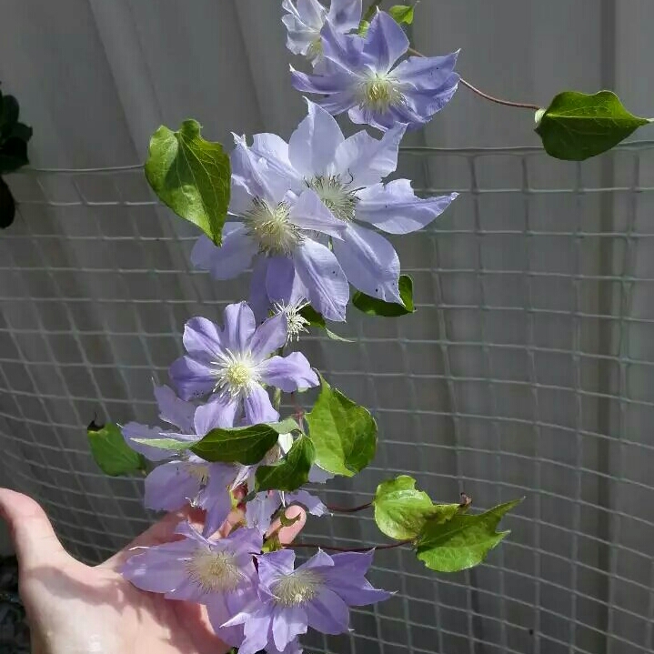 Clematis Ice Blue™ in the GardenTags plant encyclopedia