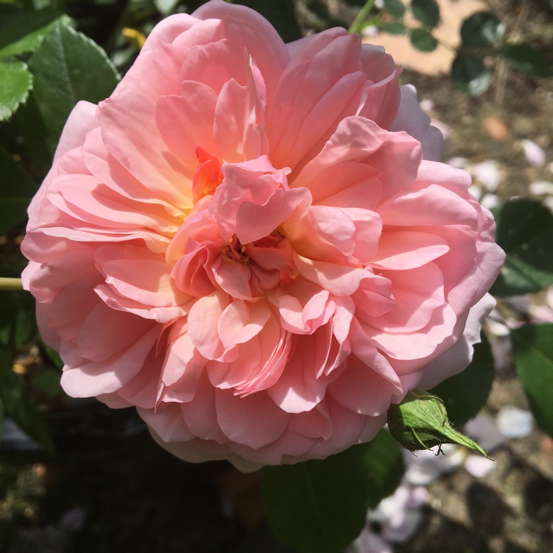 Rose Anne Boleyn (Shrub) in the GardenTags plant encyclopedia