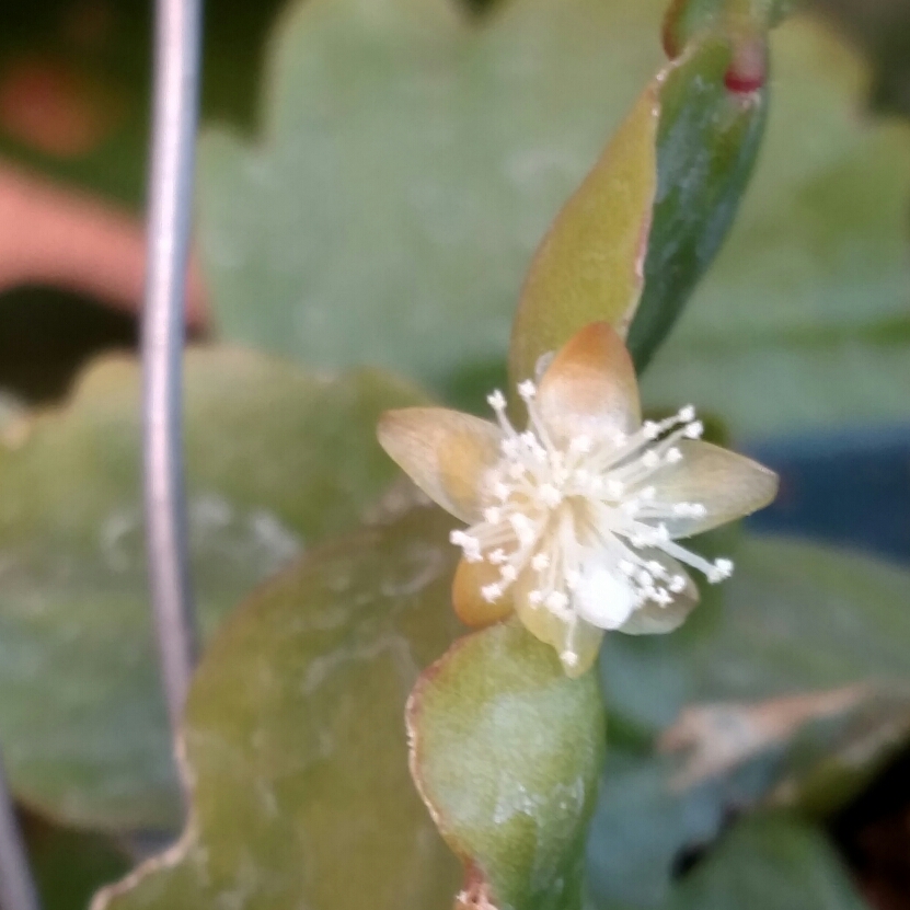 Epiphyllum Curly Locks, Curly Sue in the GardenTags plant encyclopedia