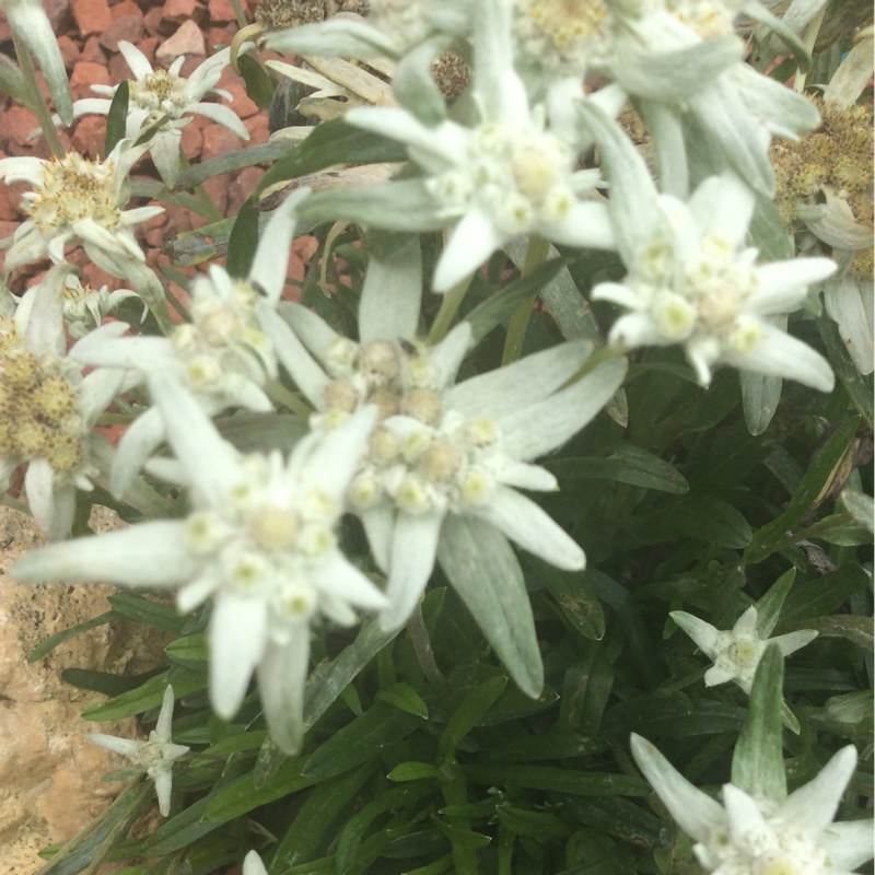 Edelweiss in the GardenTags plant encyclopedia