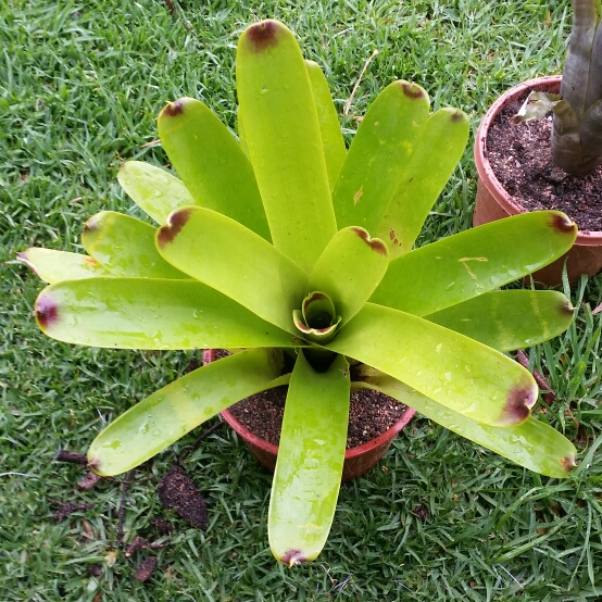 Bromeliad Vriesea Philippo Coburgii in the GardenTags plant encyclopedia