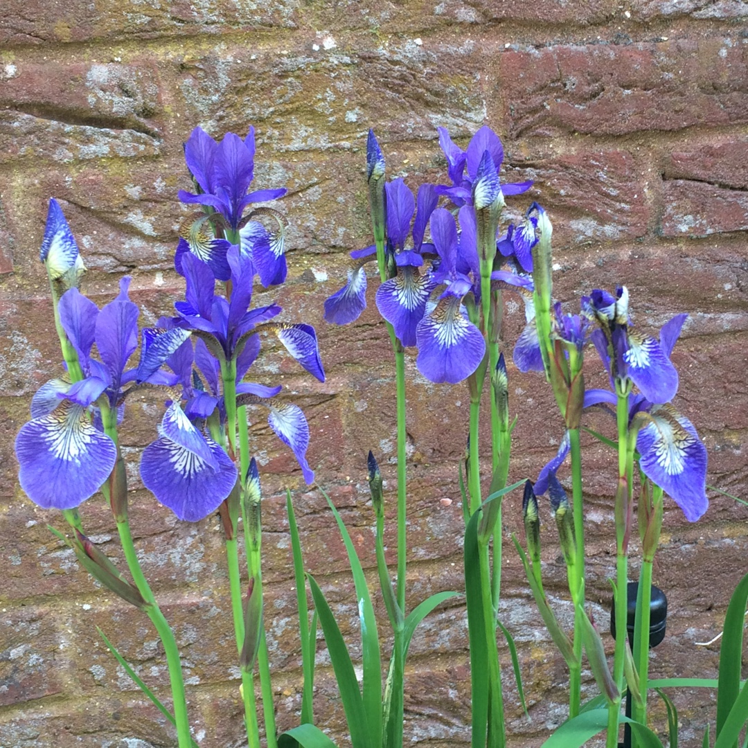 Siberian Iris Flight of Butterflies in the GardenTags plant encyclopedia