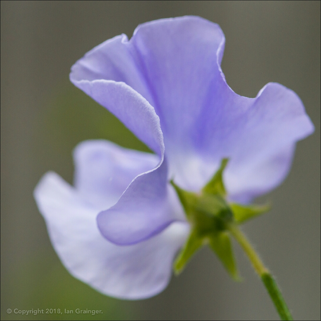 Sweet Pea Midnight Blues (Mix) in the GardenTags plant encyclopedia