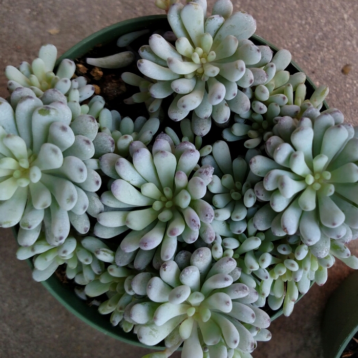 Graptopetalum Pachyphyllum in the GardenTags plant encyclopedia