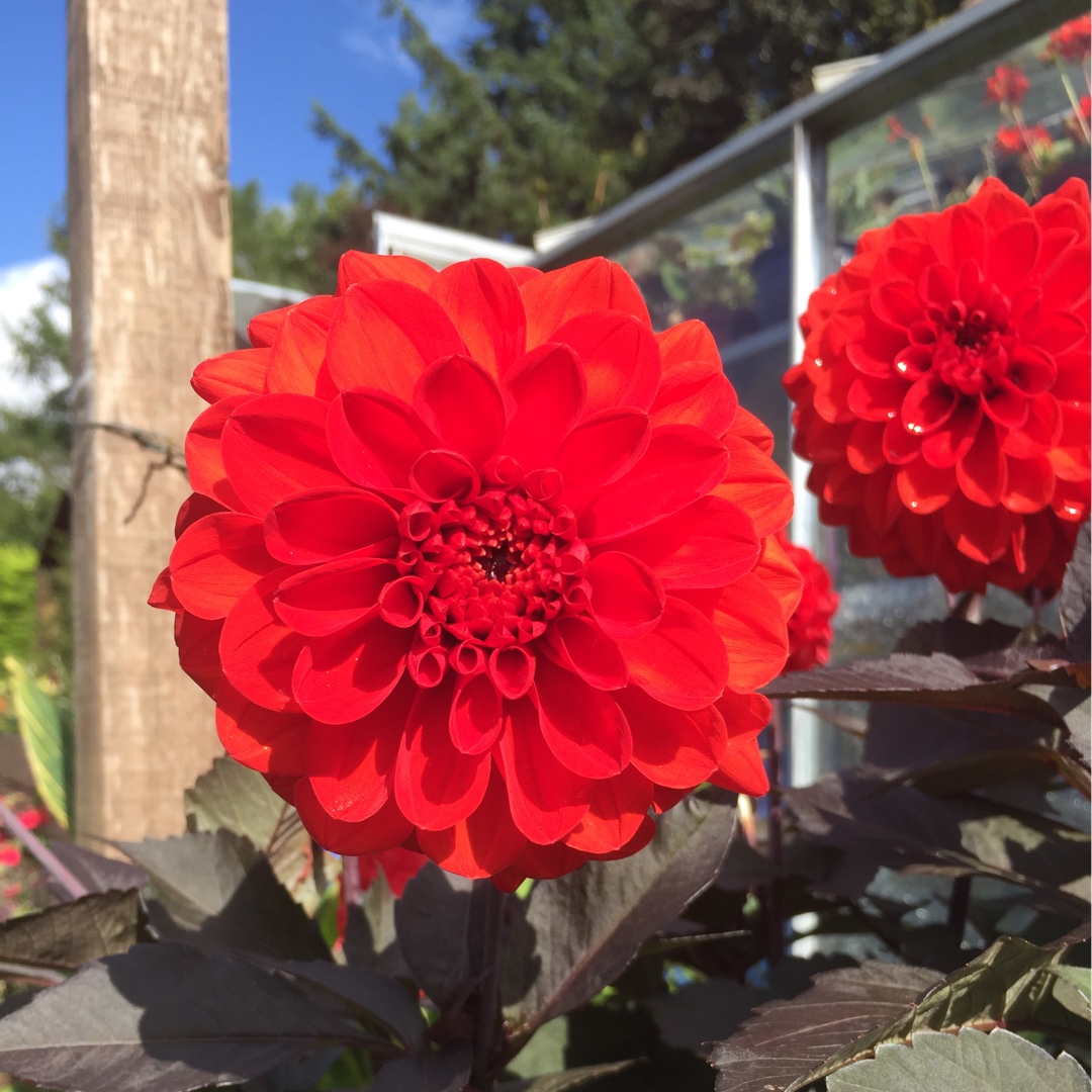 Dahlia Fire Mountain in the GardenTags plant encyclopedia