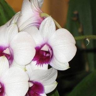 Orchid Chao Praya Sweet in the GardenTags plant encyclopedia