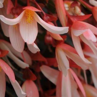 Tuberous Begonia Million Kisses Elegance in the GardenTags plant encyclopedia